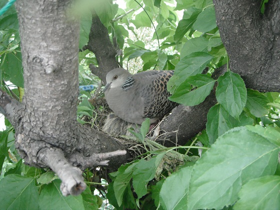 鳩のヒナ 孵ったばかりで飛行訓練 写真入れました 私が育てたカラスの赤ちゃんの話